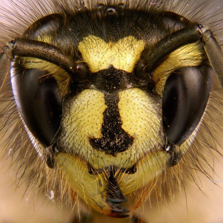 The Fascinating World of the Common Wasp: A Carnivorous Insect That Rules the Skies