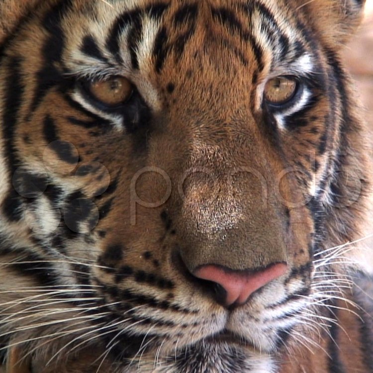 The Magnificent Indochinese Tiger: The Pride of Southeast Asia