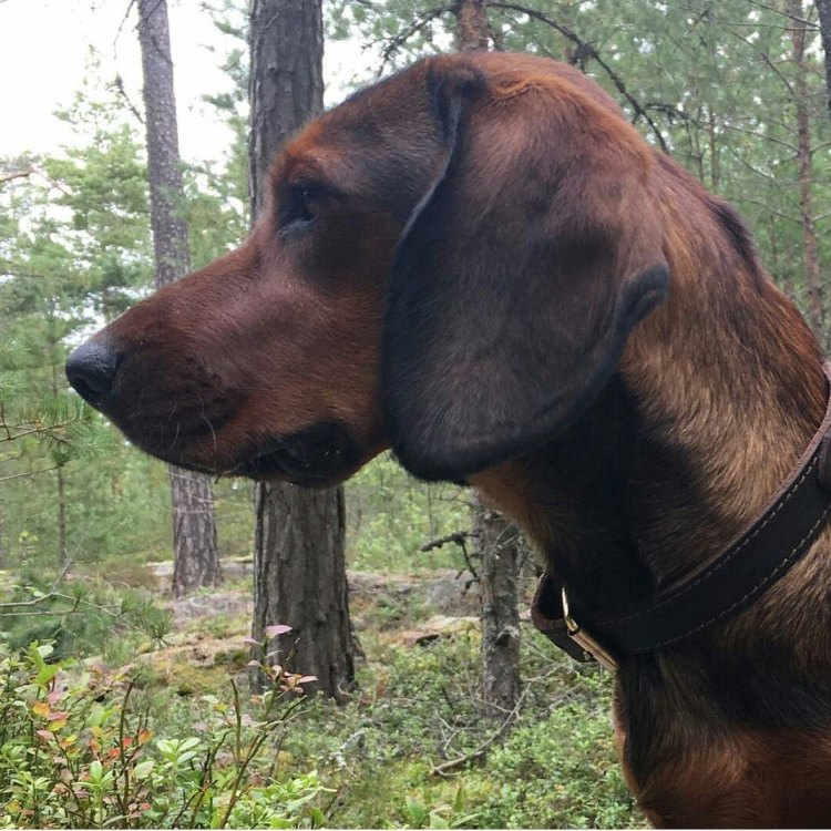 The Alpine Dachsbracke: A Small Dog with a Big Personality