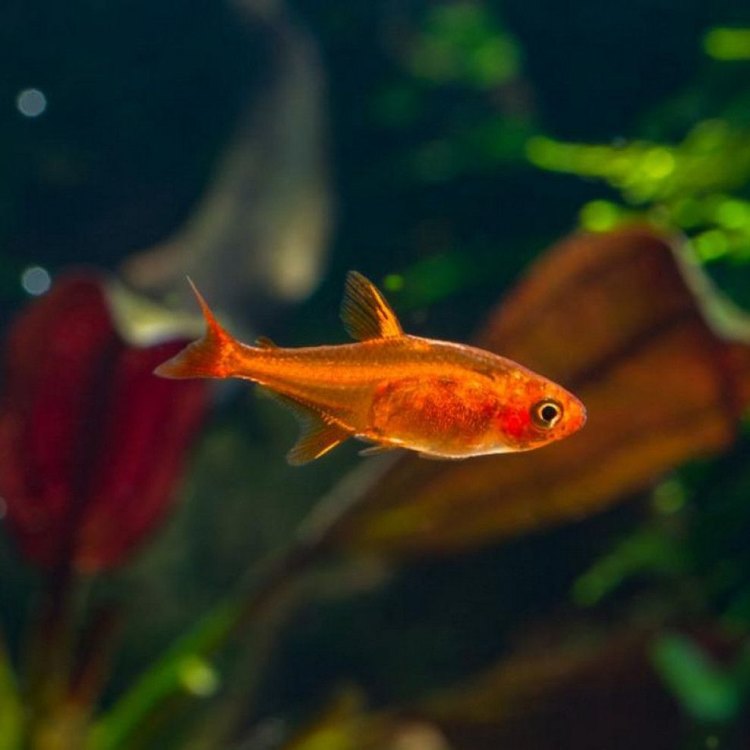 Bright and Bold: The Story of the Ember Tetra