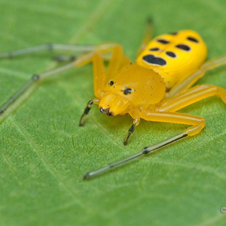 The Fascinating World of the Crab Spider