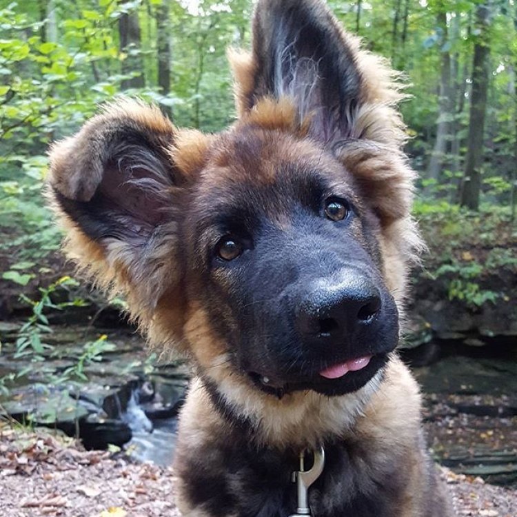 The Loyal and Versatile Companion: A Guide to German Shepherds