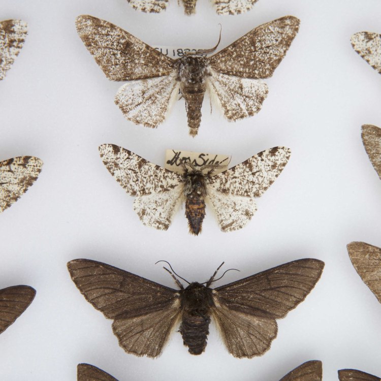 The Fascinating Story of the Peppered Moth