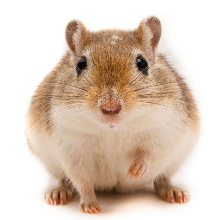 The Lively Gerbil: A Small But Mighty Rodent
