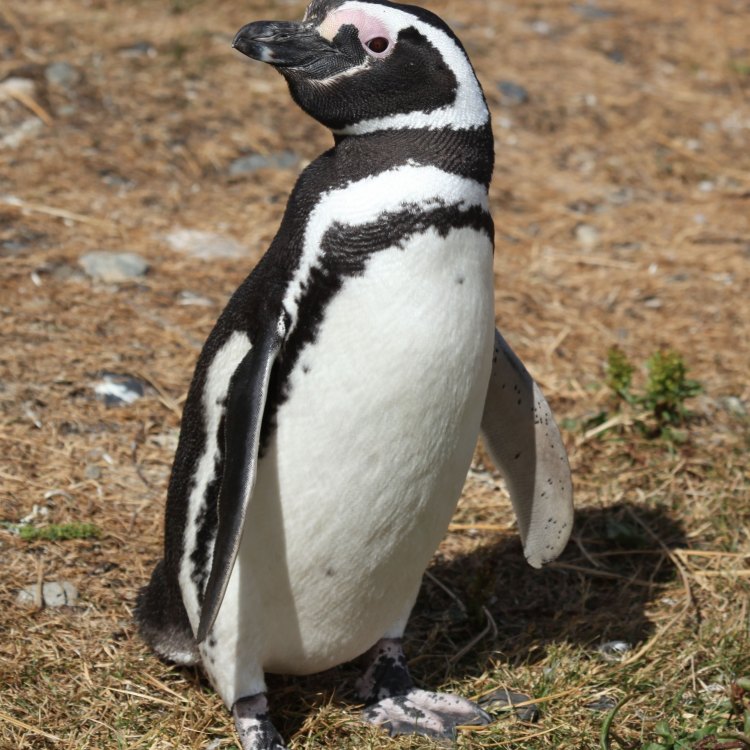 Majestic Magellanic Penguins: A Fascinating Species of the South American Coast
