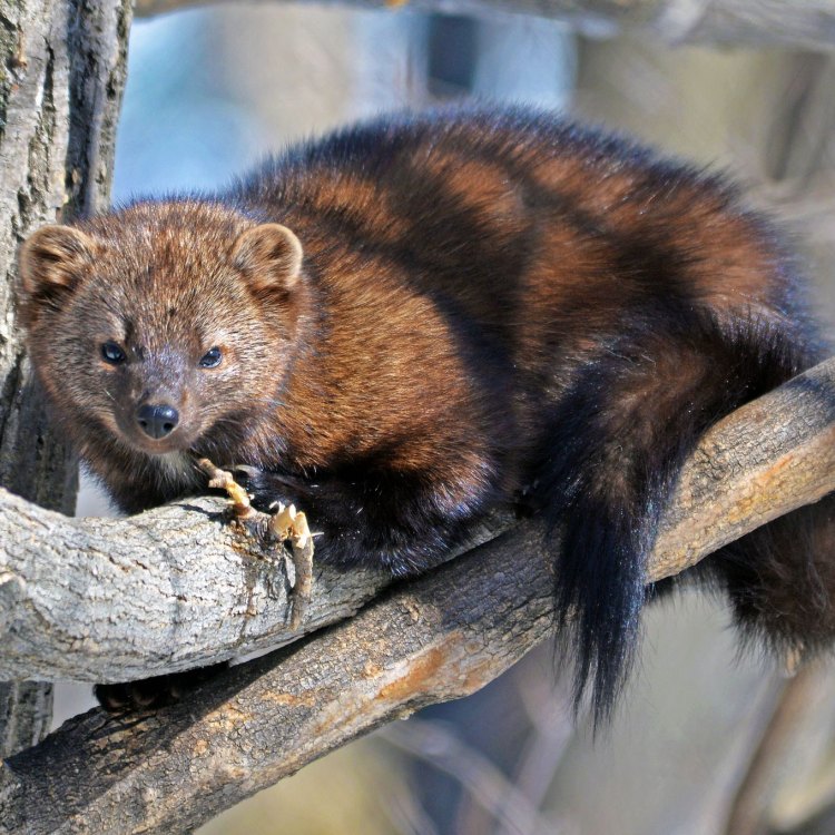 The Fascinating and Elusive Fisher: North America's Little-Known Carnivore