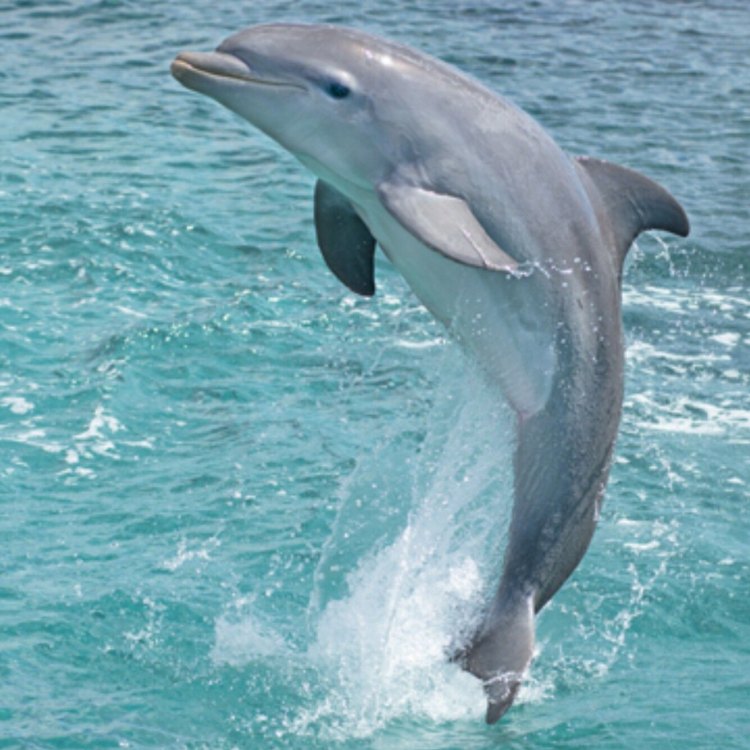 The Intelligent and Graceful Bottlenose Dolphin: A Master of the Seas