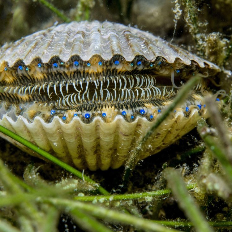 The Mysterious World of Scallops
