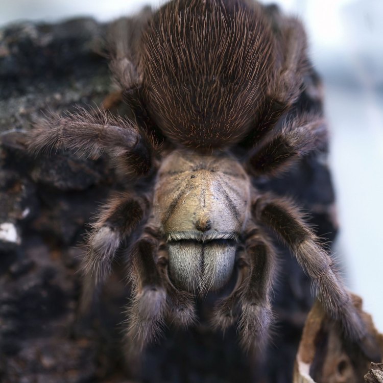 The Enigmatic Beauty of the Arizona Blonde Tarantula