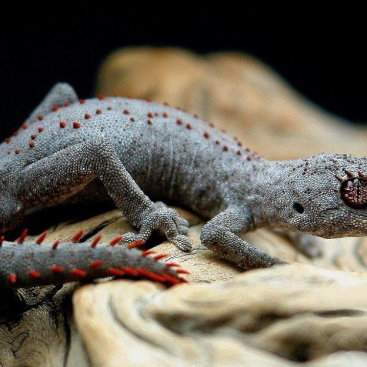 The Mysterious and Adorable Australian Gecko: Unlocking the Secrets of Australia's Unique Reptile