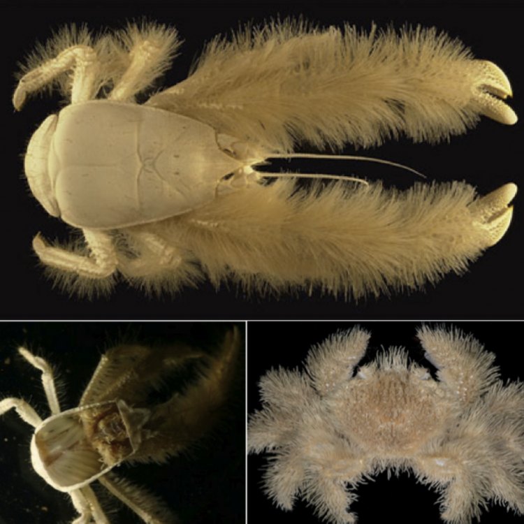 Unveiling the Fascinating Yeti Crab, the Furry Crustacean of Deep-Sea Hydrothermal Vents