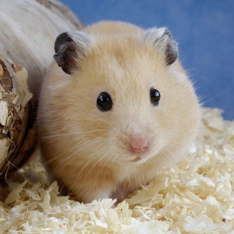 Welcome to the Adorable World of Teddy Bear Hamsters