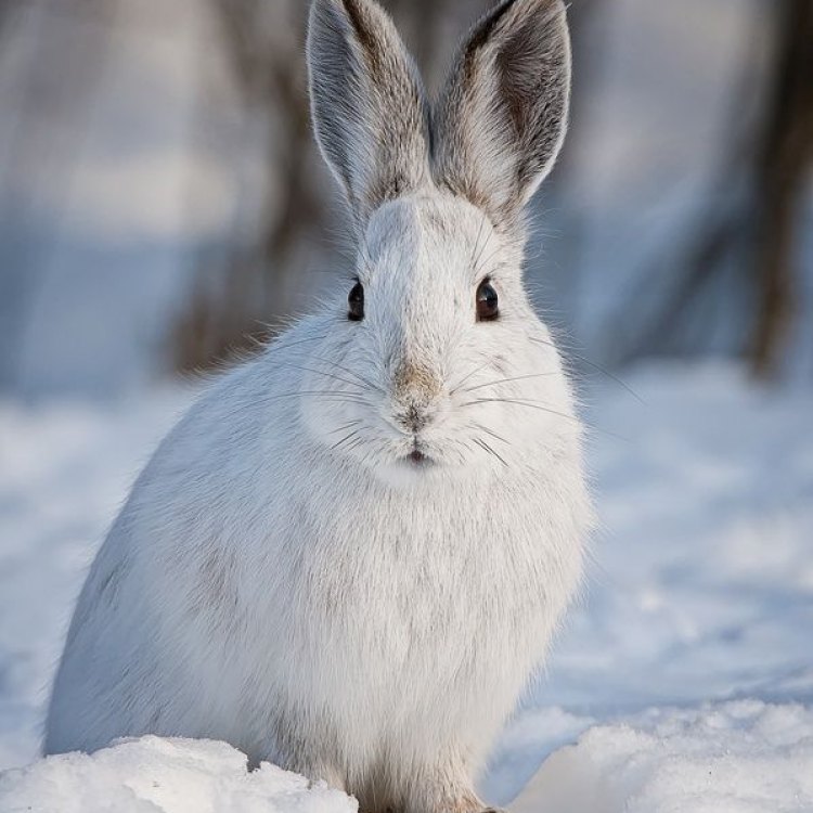 The Incredible Snowshoe Hare: Surviving in the Harsh Northern Climate