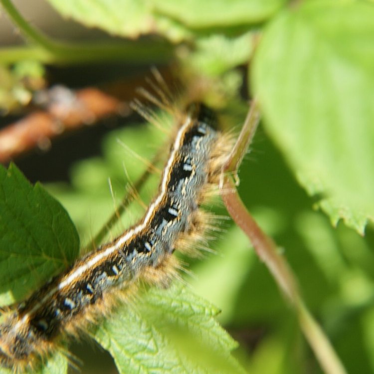 The Mysterious Tent Caterpillar: Exploring the Fascinating World of Malacosoma americanum