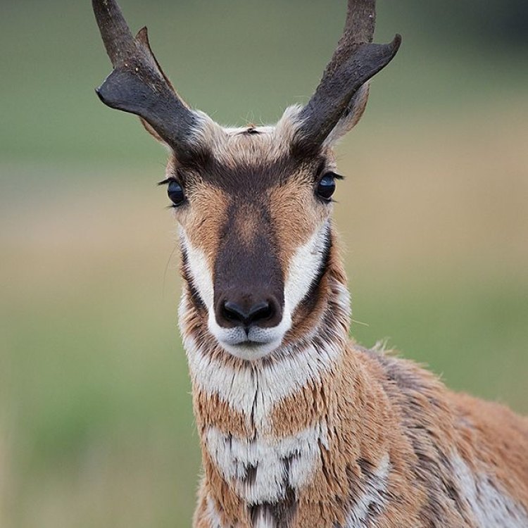 The Fascinating Pronghorn: An Antelope Like No Other