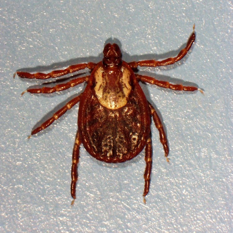 The Amazing American Dog Tick: A Common But Noteworthy Parasitic Arachnid