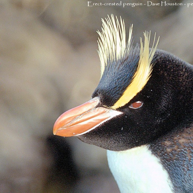Meet the Majestic Crested Penguin: The Pride of New Zealand