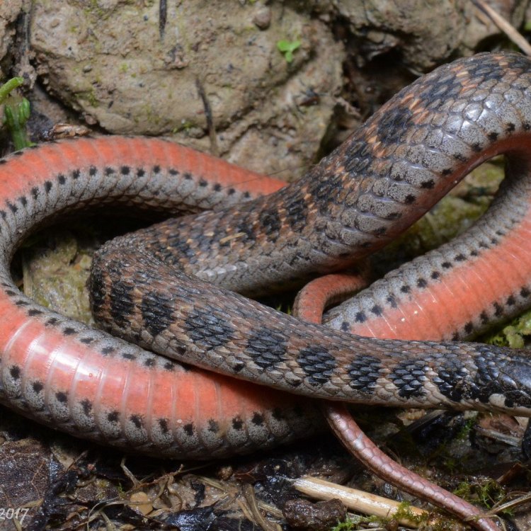 The Fascinating World of Kirtland's Snake