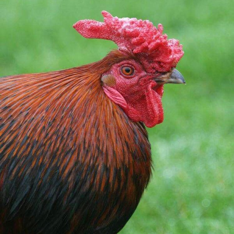 The Fascinating Redcap Chicken: An Omnivorous Gem in the World of Poultry