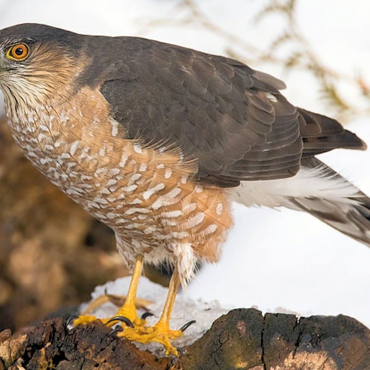 The Mighty Hunter of the Sky: The Sharp Shinned Hawk