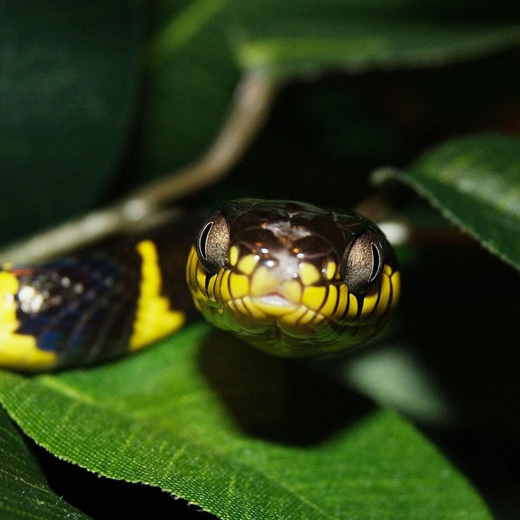 The Deadly and Mysterious Krait: A Master of Camouflage