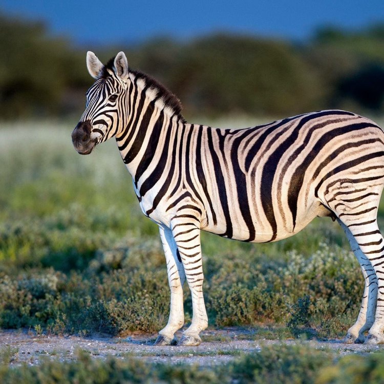 The Beautiful and Mysterious World of Zebras