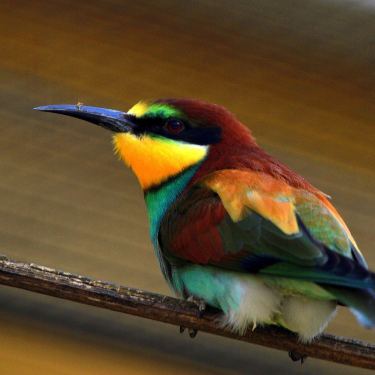The Amazing Bee Eater: A Colorful Hunter in the Skies