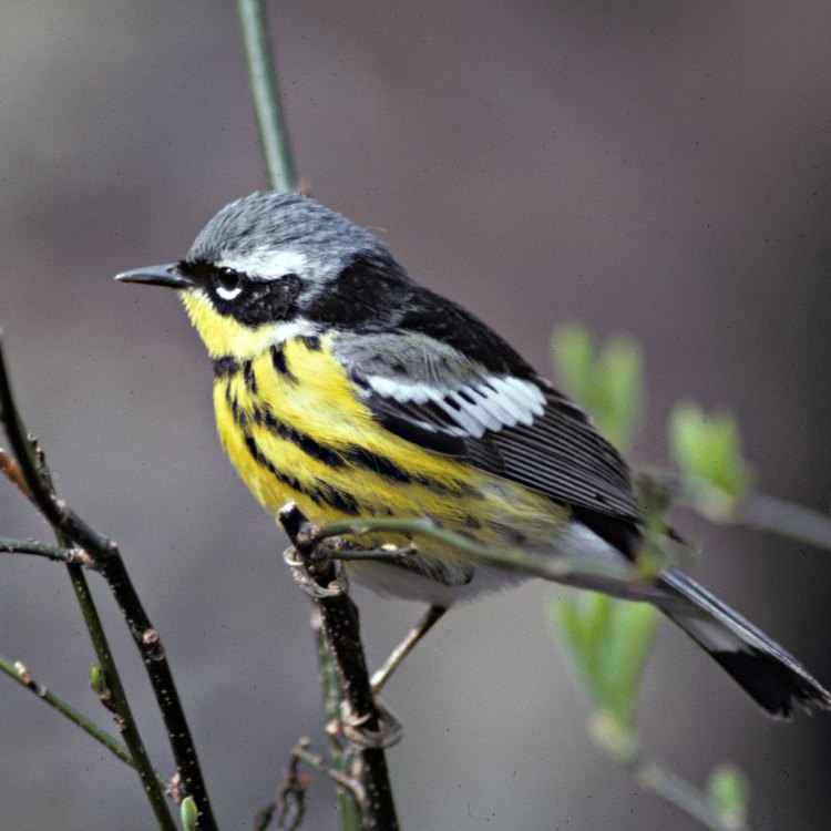 The Magnificent Magnolia Warbler: A Hidden Jewel of the Eastern North America