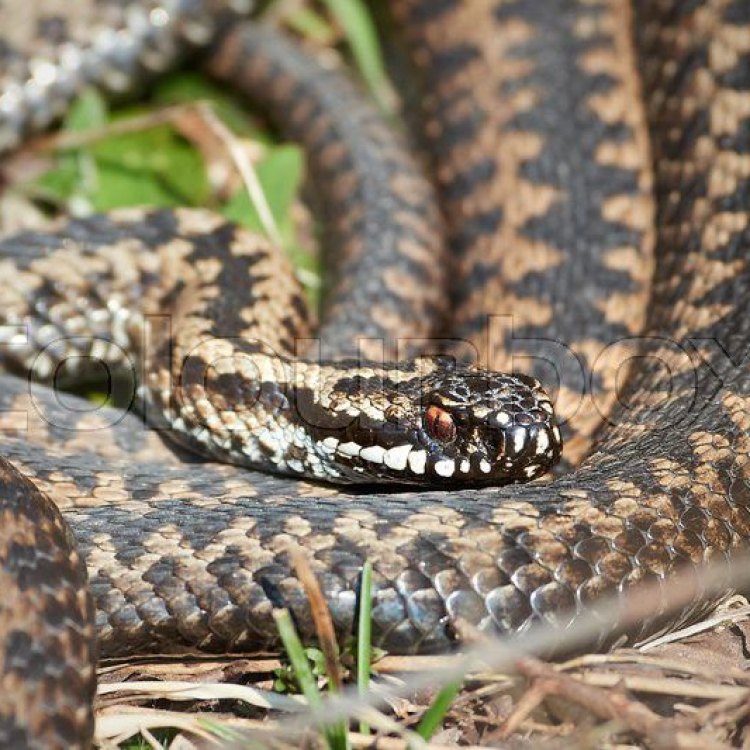 The Notorious Common European Adder: A Misunderstood Reptile