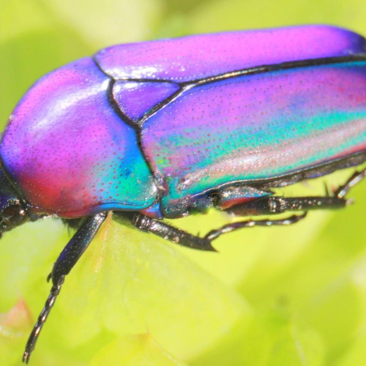 The Jewel Beetle: A Master of Disguise and a Gem of Nature's Design