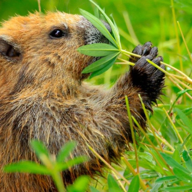 The Olympic Marmot: The Furry Mascot of Mount Olympus National Park