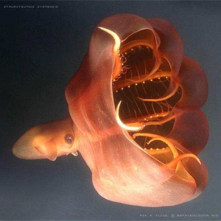 The Mysterious Vampire Squid: A Creature of the Deep Sea