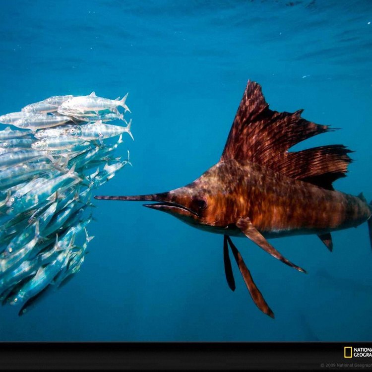 The Mighty Sailfish: The Fastest Fish in the Ocean