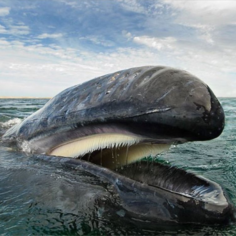 The Majestic Baleen Whale: A Gentle Giant of the Ocean