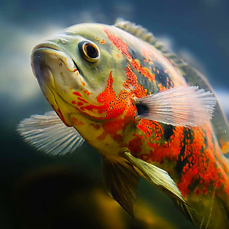 The Fascinating World of Oscar Fish