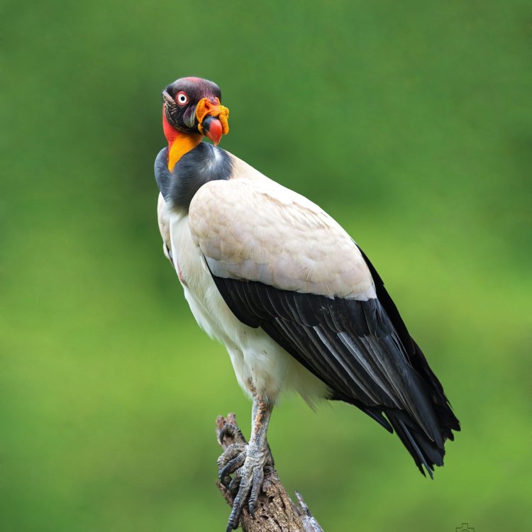 Taking a Closer Look at the Magnificent King Vulture