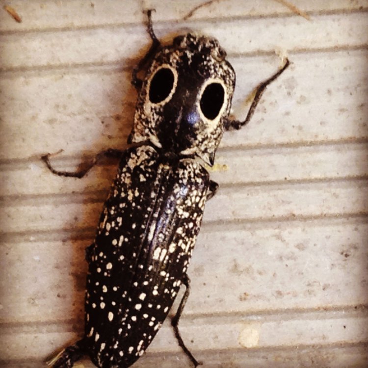 The Power and Mystery of the Click Beetle: Exploring the World of Elateridae