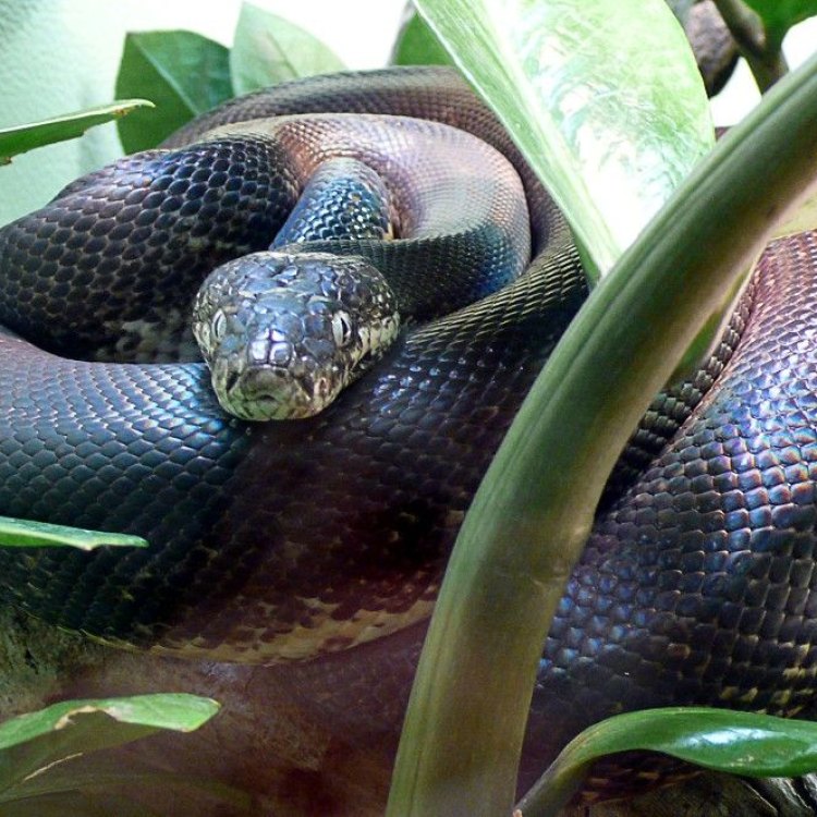 The Enigmatic Timor Python: A Marvel of the Animal Kingdom