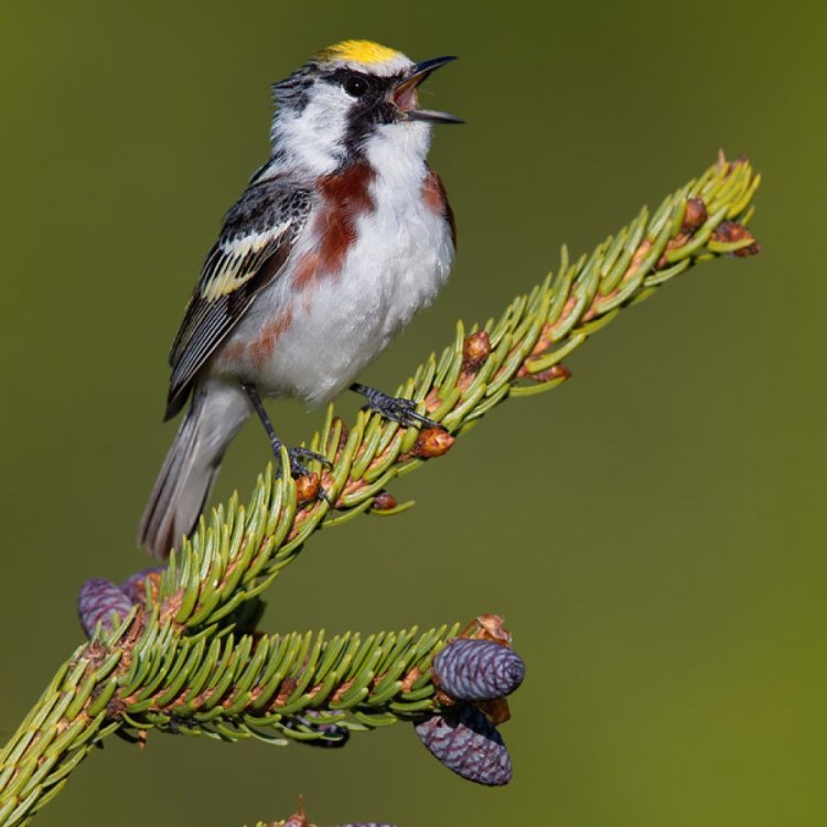 The Vibrant Chestnut Sided Warbler: A Jewel of Eastern North America