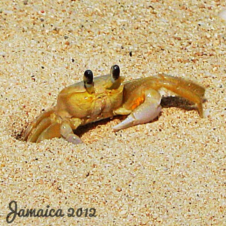 Sand Crabs: Little Creatures of the Sandy Beaches