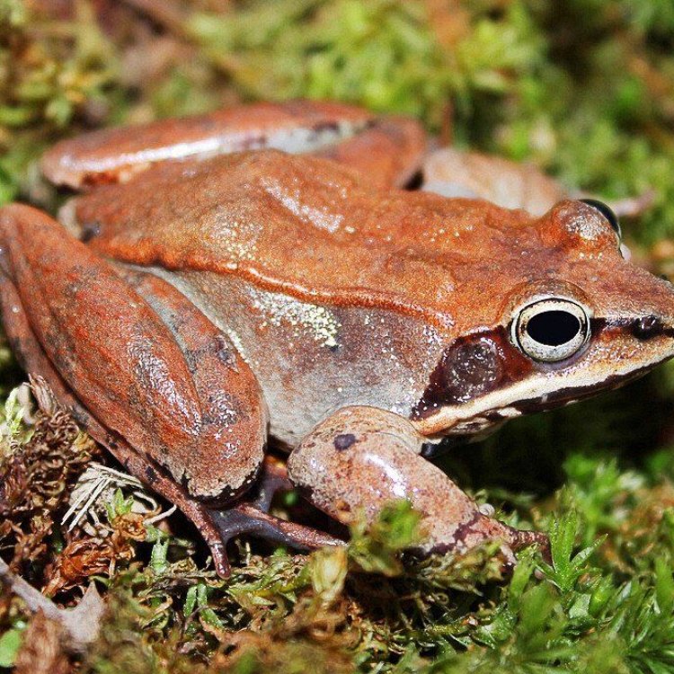 The Hardy and Versatile Wood Frog of North America