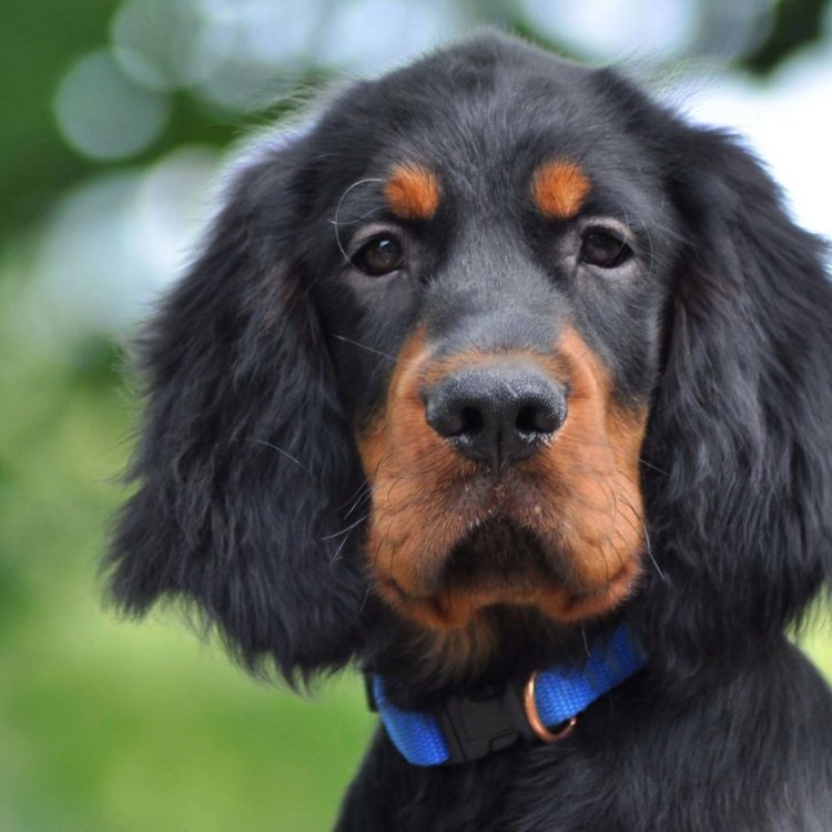 The Elegant Gordon Setter: A Sporting Dog with Beauty and Brains