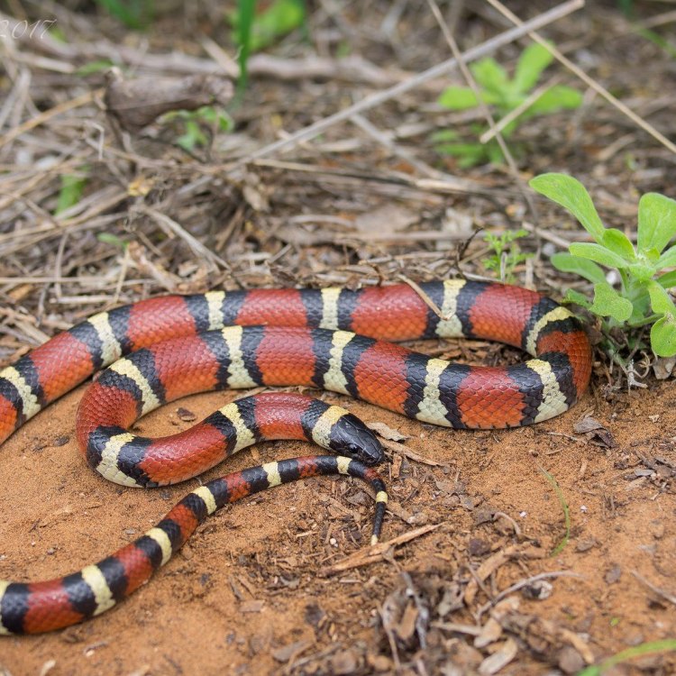 The Mesmerizing Milk Snake: A Colorful Beauty of North and Central America