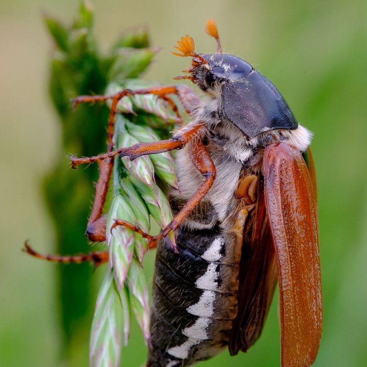 Intriguing Insights into the World of May Beetles: From their Habitats to their Feeding Habits