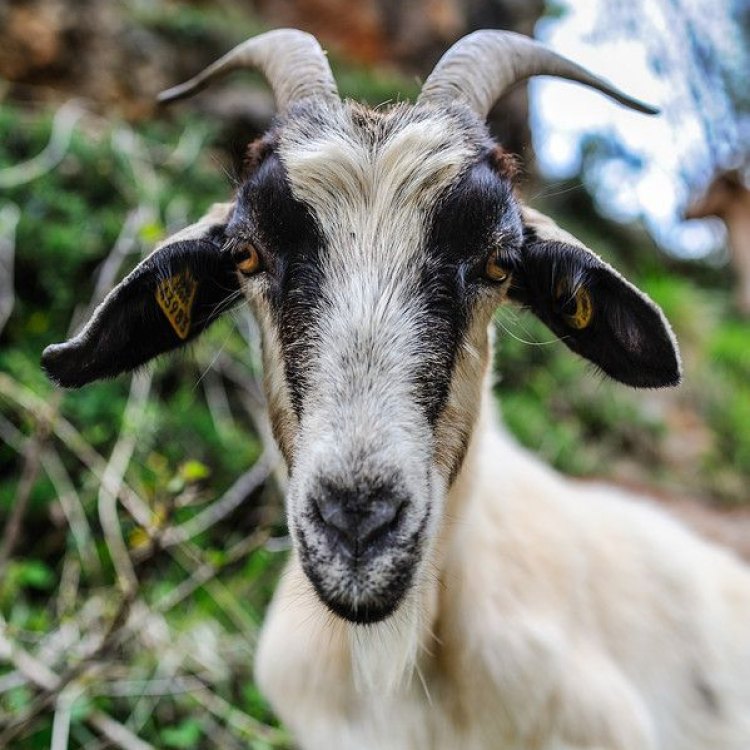 The Fascinating World of the Spanish Goat: A Symbol of Resilience and Adaptability