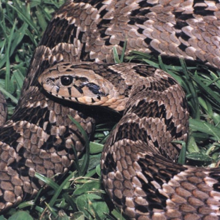 The Fascinating World of the Night Adder: Sub-Saharan Africa's Deadly Predator