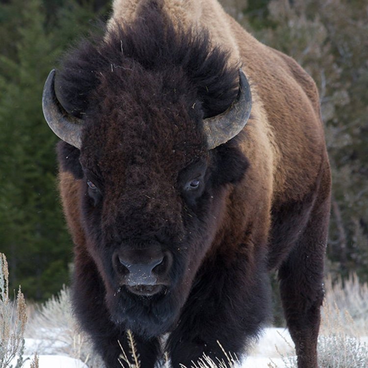 Bison magnificence: Exploring the Fascinating World of the Mighty Buffalo