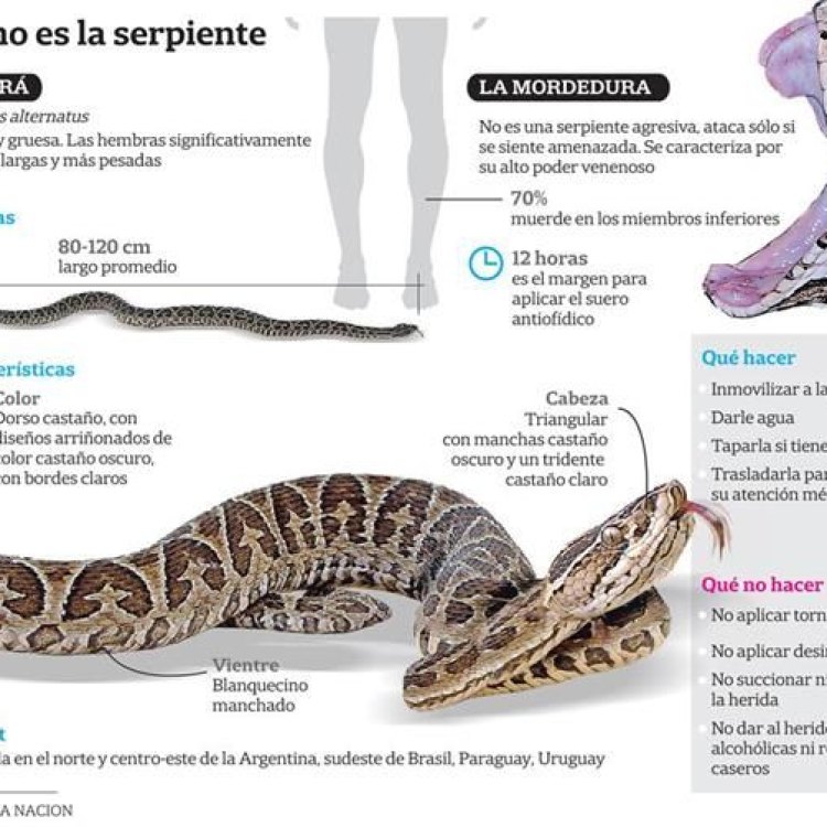 Yarara: The Deadly Viper of South America