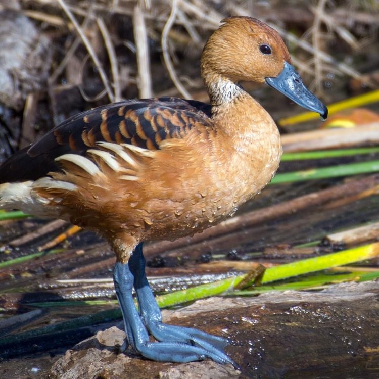 The Fascinating Fulvous Whistling Duck: A Familiar Face in Freshwater Wetlands