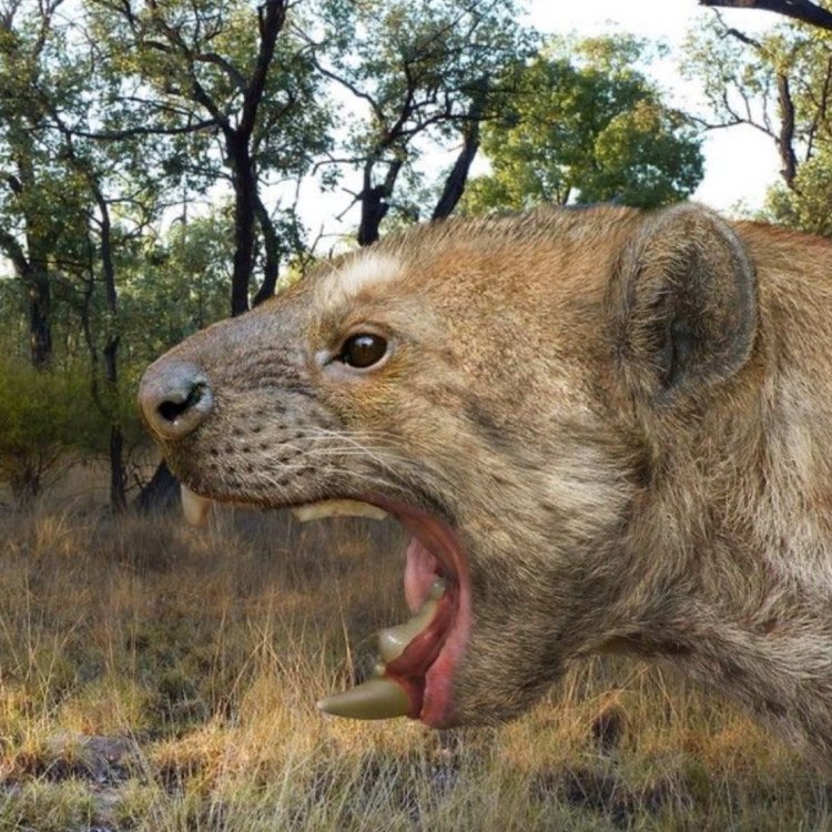 The Fierce and Mighty Marsupial Lion: A Look at Thylacoleo carnifex